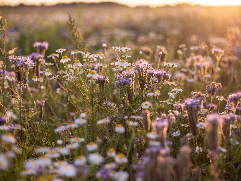 darum bin ich die richtige begleiterin​